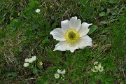 34 Pulsatilla alpina (pulsatilla alpina)  